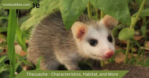 Tñacuache – Characteristics, Habitat, and More