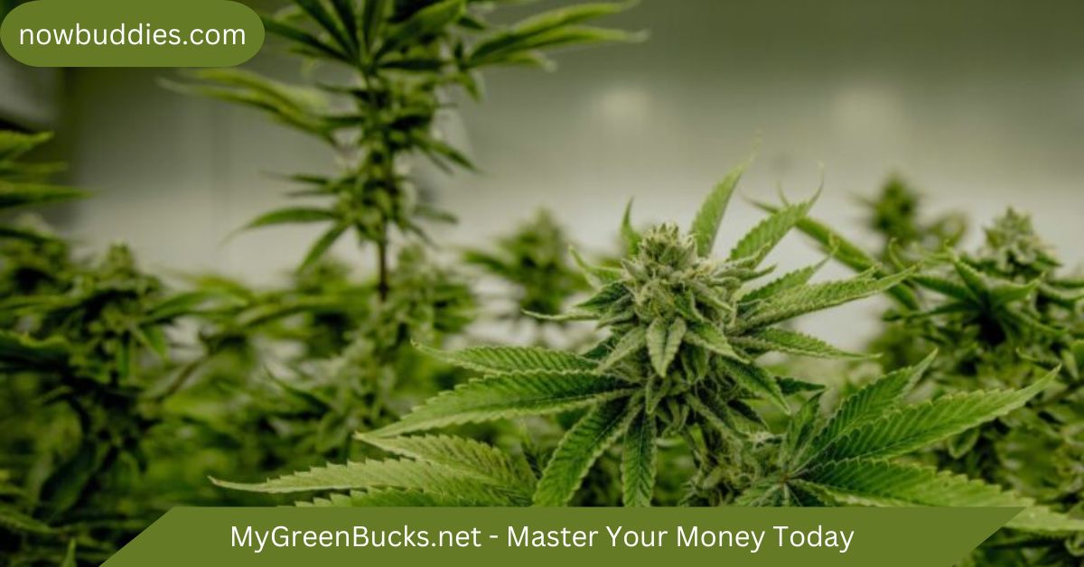 mygreenbucks .net